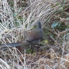 Menura novaehollandiae (Superb Lyrebird) at Brogo, NSW - 3 Aug 2016 by CCPK