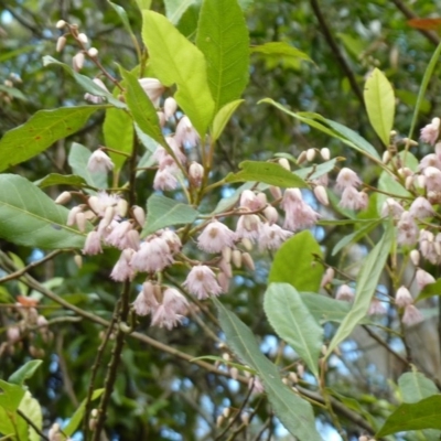 Elaeocarpus reticulatus (Blueberry Ash, Fairy Petticoats) at Tuross Head, NSW - 24 Nov 2016 by CCPK