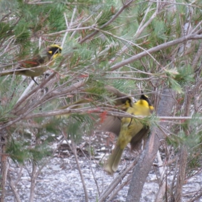 Lichenostomus melanops (Yellow-tufted Honeyeater) at Brogo, NSW - 22 Nov 2016 by CCPK