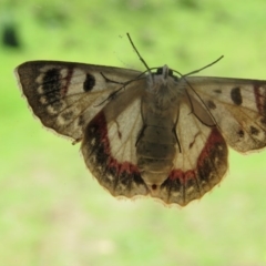 Crypsiphona ocultaria (Red-lined Looper Moth) at Brogo, NSW - 25 Nov 2015 by CCPK