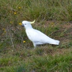 Cacatua galerita (Sulphur-crested Cockatoo) at Brogo, NSW - 19 May 2014 by CCPK