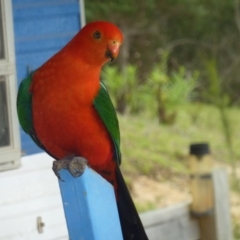 Alisterus scapularis (Australian King-Parrot) at Brogo, NSW - 5 Nov 2014 by CCPK