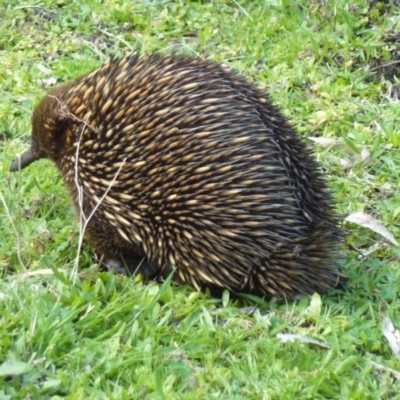 Tachyglossus aculeatus (Short-beaked Echidna) at Brogo, NSW - 16 Sep 2014 by CCPK