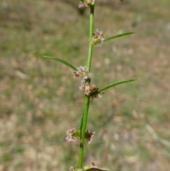 Haloragis heterophylla (Variable Raspwort) at Bruce, ACT - 2 Jan 2017 by RWPurdie