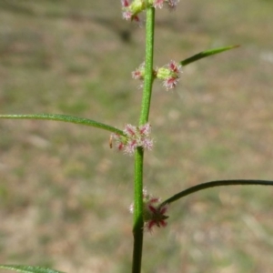 Haloragis heterophylla at Bruce, ACT - 3 Jan 2017