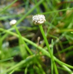 Eriocaulon scariosum at Canberra Central, ACT - 3 Jan 2017