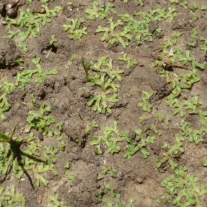 Riccia duplex var. megaspora at Bruce, ACT - 3 Jan 2017