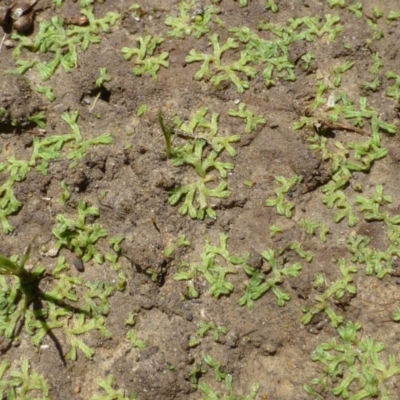 Riccia duplex var. megaspora at Bruce, ACT - 3 Jan 2017 by RWPurdie