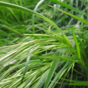 Bromus diandrus at Fadden, ACT - 16 Oct 2016