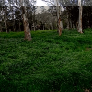 Bromus diandrus at Fadden, ACT - 16 Oct 2016