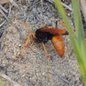 Cryptocheilus bicolor at Greenway, ACT - 3 Jan 2017