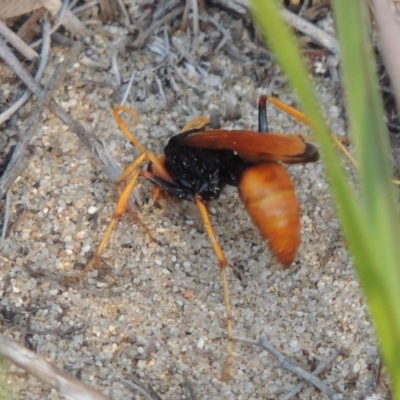 Cryptocheilus bicolor (Orange Spider Wasp) at Greenway, ACT - 3 Jan 2017 by MichaelBedingfield