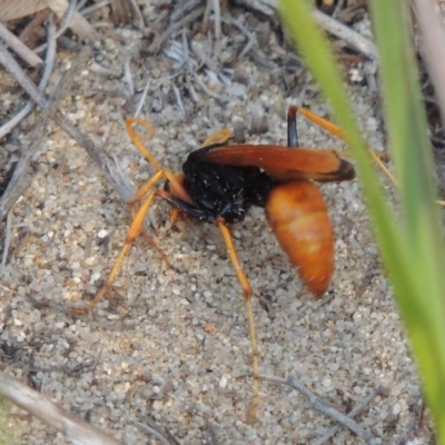 Cryptocheilus bicolor (Orange Spider Wasp) at Greenway, ACT - 2 Jan 2017 by michaelb