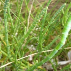 Sarcocornia quinqueflora subsp. quinqueflora (Beaded Glasswort) at Merimbula, NSW - 25 Dec 2016 by JanetRussell