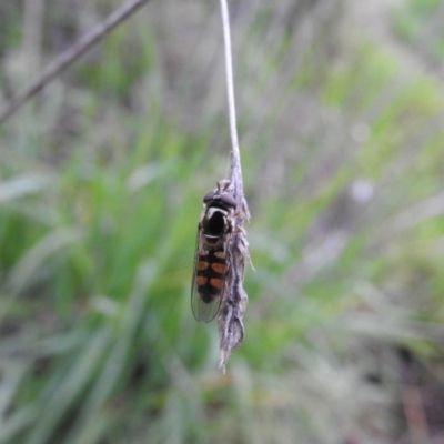 Melangyna viridiceps (Hover fly) at Fadden, ACT - 16 Oct 2016 by RyuCallaway