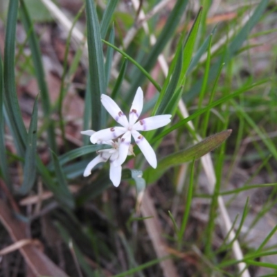 Wurmbea dioica subsp. dioica (Early Nancy) at Fadden, ACT - 16 Oct 2016 by ArcherCallaway