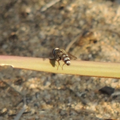 Miltogramma sp. (genus) (Flesh fly) at Greenway, ACT - 19 Jan 2016 by michaelb