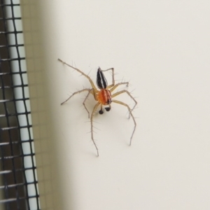 Oxyopes sp. (genus) at Conder, ACT - 4 Dec 2016