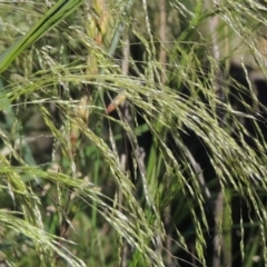 Lachnagrostis filiformis (Blown Grass) at Pine Island to Point Hut - 10 Dec 2016 by michaelb