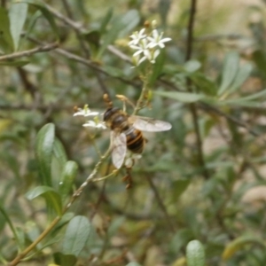 Eristalis tenax at O'Connor, ACT - 2 Jan 2017