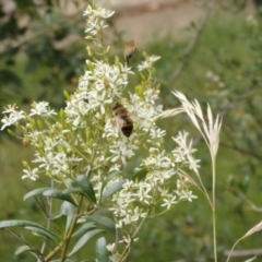 Eristalis tenax at O'Connor, ACT - 2 Jan 2017