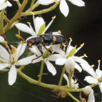 Eleale pulchra (Clerid beetle) at O'Connor, ACT - 2 Jan 2017 by ibaird