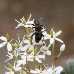 Eleale pulchra at O'Connor, ACT - 2 Jan 2017