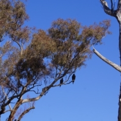 Aquila audax (Wedge-tailed Eagle) at Belconnen, ACT - 12 Jun 2016 by Tammy