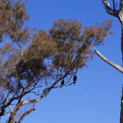 Aquila audax (Wedge-tailed Eagle) at Mount Painter - 12 Jun 2016 by Tammy