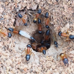 Camponotus consobrinus at Fraser, ACT - 25 Dec 2016