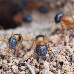 Camponotus consobrinus at Fraser, ACT - 25 Dec 2016