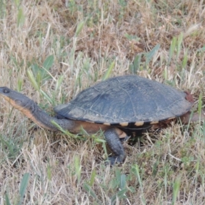 Chelodina longicollis at Fyshwick, ACT - 13 Dec 2016