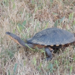 Chelodina longicollis at Fyshwick, ACT - 13 Dec 2016