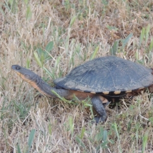 Chelodina longicollis at Fyshwick, ACT - 13 Dec 2016