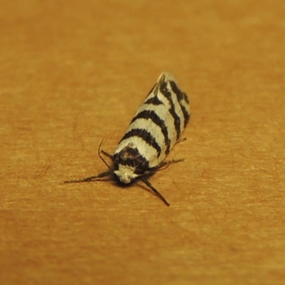 Lepidoscia cataphracta (A Case moth) at Pollinator-friendly garden Conder - 29 Nov 2016 by michaelb