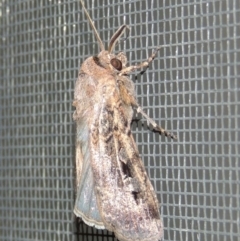 Agrotis infusa at Conder, ACT - 30 Nov 2016