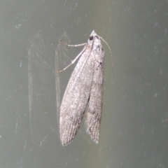 Heteromicta pachytera (Galleriinae subfamily moth) at Conder, ACT - 3 Dec 2016 by MichaelBedingfield