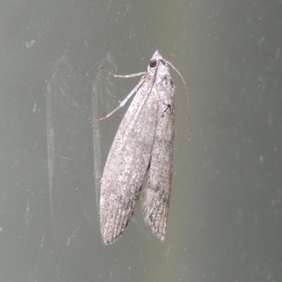 Heteromicta pachytera (Galleriinae subfamily moth) at Conder, ACT - 2 Dec 2016 by michaelb