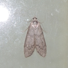 Heteromicta pachytera at Conder, ACT - 3 Dec 2016