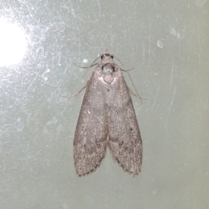 Heteromicta pachytera at Conder, ACT - 3 Dec 2016 01:02 AM