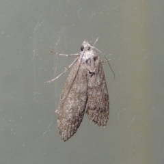 Heteromicta pachytera at Conder, ACT - 3 Dec 2016 01:02 AM