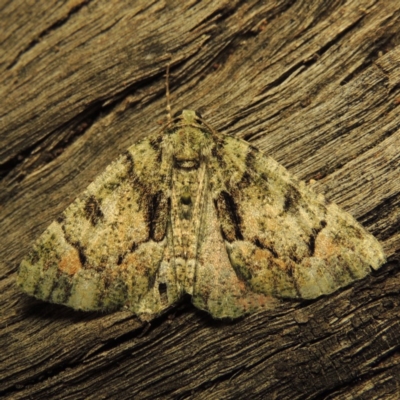 Aeolochroma metarhodata (Tea-tree Emerald) at Conder, ACT - 3 Dec 2016 by michaelb