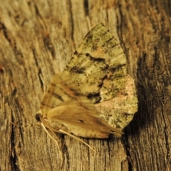 Aeolochroma metarhodata at Conder, ACT - 3 Dec 2016 02:54 AM