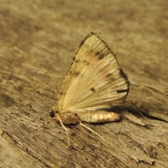 Aeolochroma metarhodata at Conder, ACT - 3 Dec 2016 02:54 AM