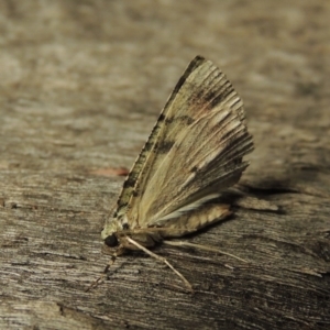 Aeolochroma metarhodata at Conder, ACT - 3 Dec 2016 02:54 AM