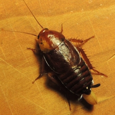 Paratemnopteryx couloniana (A native cockroach) at Conder, ACT - 4 Dec 2016 by michaelb