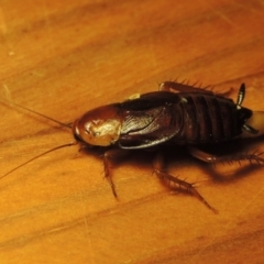 Paratemnopteryx couloniana at Conder, ACT - 4 Dec 2016