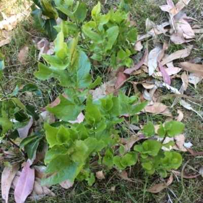 Goodenia ovata (Hop Goodenia) at Barragga Bay, NSW - 11 Nov 2016 by mstevenson