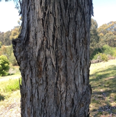 Corymbia maculata at Four Winds - 11 Nov 2016 by mstevenson