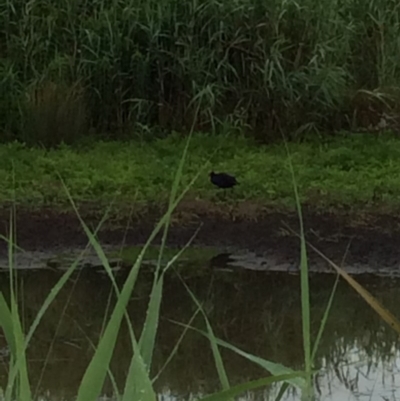 Porphyrio melanotus (Australasian Swamphen) at Pambula, NSW - 3 Jan 2017 by mstevenson